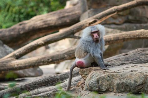 cul de singe rouge|Singe au cul écarlate : pourquoi cette teinte est